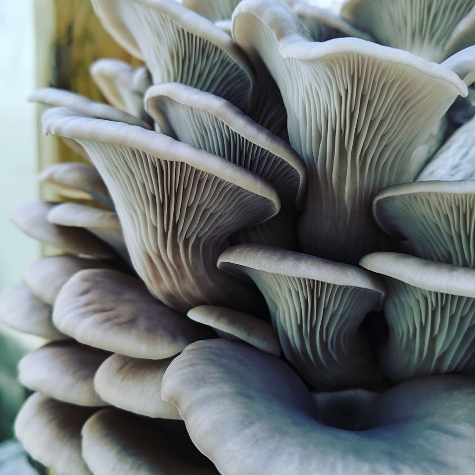 Michigan Oyster Mushroom Mycophile's Garden
